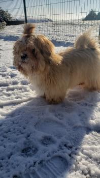 BILLY, Lhasa Apso