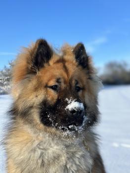 Usagi, Eurasier