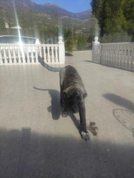 Neron, Spanish Mastiff