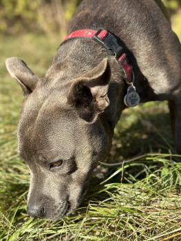 SHIVA, Staffordshire Bull Terrier