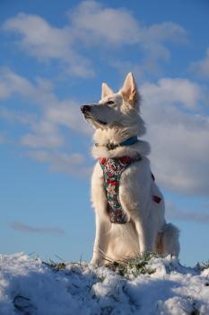 Oriha, White swiss Shepherd Dog