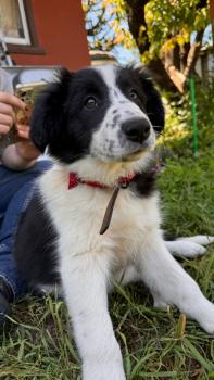 Roma, Border Collie