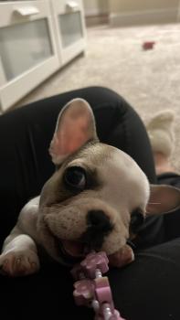 Supchak, Bouledogue Français