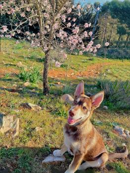 Zeus, Siberian Husky