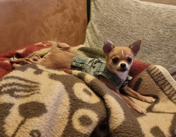 Angela, Chihuahua langhaariger Schlag
