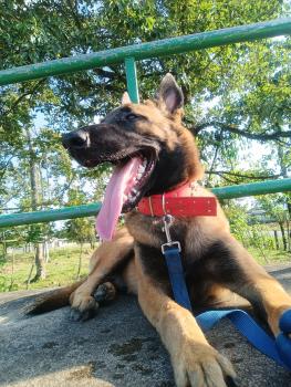 Minks, Pastor Belga Malinois