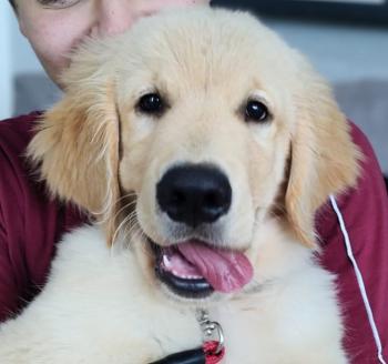 Theodore - Théo, Golden Retriever