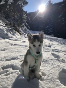 Nala, Husky Siberiano