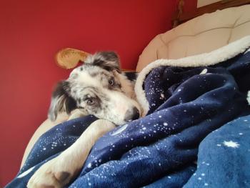 Sasha, Border Collie