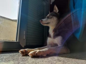 Maya, Husky Siberiano