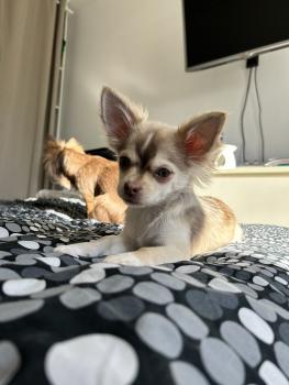 Charlie, Chihuahua langhaariger Schlag