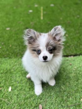 Kimchi, Keeshond