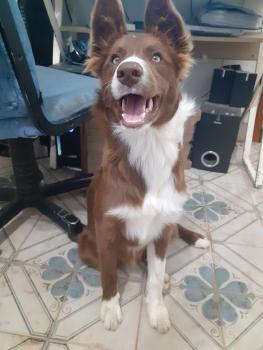 Jóse, Border Collie