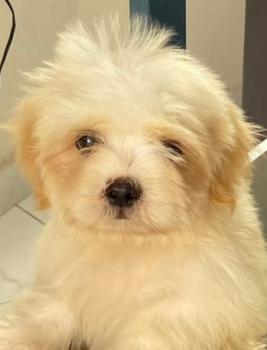 Ozzy Lee, Lhasa Apso