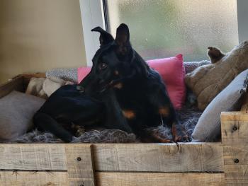 UMAYA, Beauceron