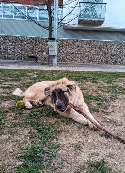 Kai, Otros perros