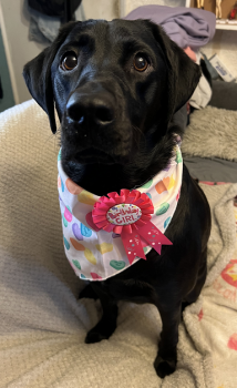 Harmony, Labrador Retriever