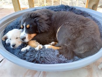 Ludo, Berner Sennenhund