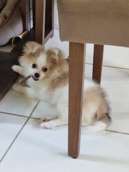 Noah, Keeshond