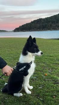 Hera, Border Collie