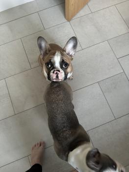 Reggie, French bulldog