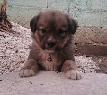 Lara, Pastor Belga Malinois