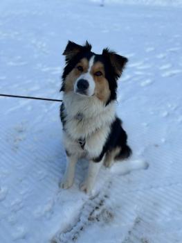 Uzo, Australian Shepherd
