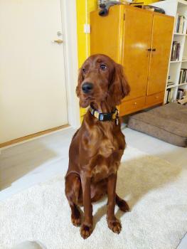 Ginny, Setter irlandese rosso