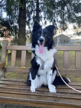 TERRA, Border Collie