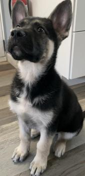 Knox, German Shepherd Dog