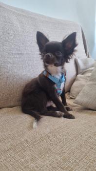 Bob, Chihuahua