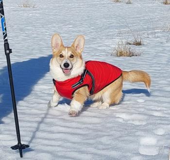 Ulysse-Alfie, Welsh Corgi Pembroke