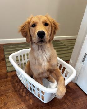 Dandie, Golden Retriever