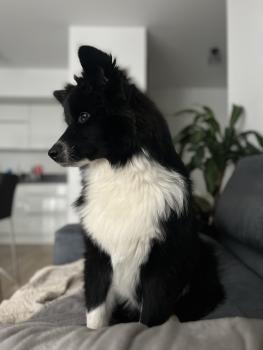 Island, Border Collie