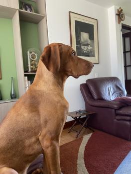 Cello, Hungarian Short Haired Pointer