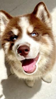 Hunter, Husky Siberiano