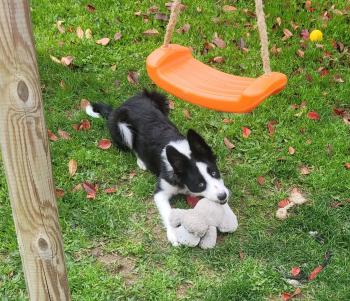 Guismo, Border Collie