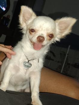 Dudu, Chihuahua langhaariger Schlag