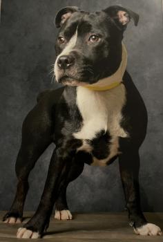Ukee, Staffordshire Bull Terrier