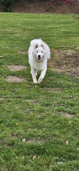 Luna, Samoyedo