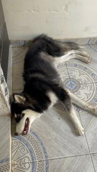 Haru, Husky Siberiano