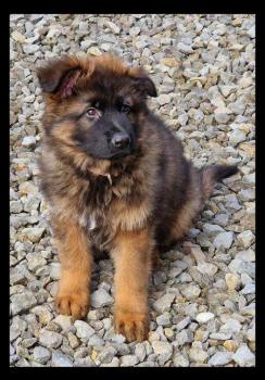 Xago, German Shepherd Dog