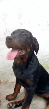 Isis, Rottweiler