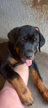 Zeus, Rottweiler