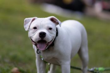 Spritz, Staffordshire Bull Terrier