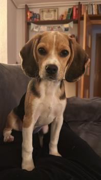 Pongo, Beagle