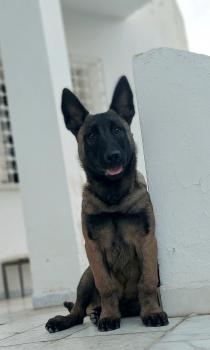 LUNA, Pastor Belga Malinois