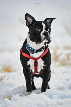 Bosko, Boston Terrier