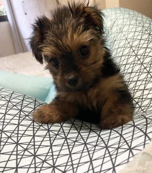 Chanel, Yorkshire Terrier