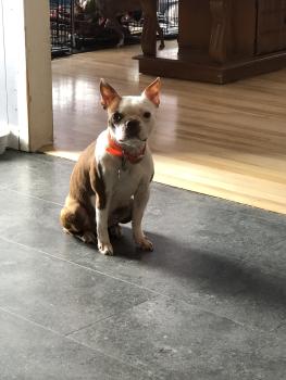 Mini fée, Boston Terrier